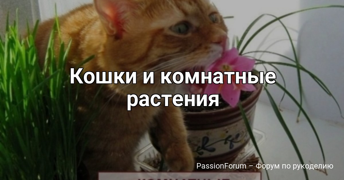 Кошки и комнатные растения