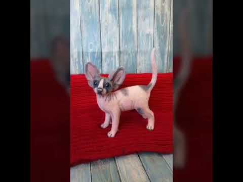Сфинкс котенок