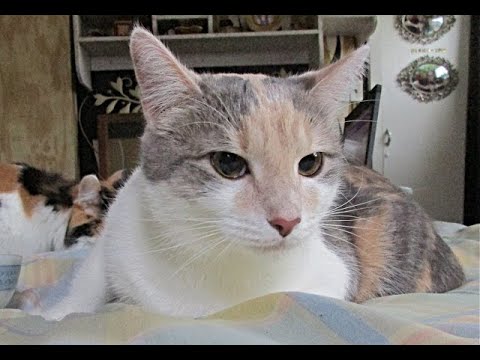 Орыся-отказница.