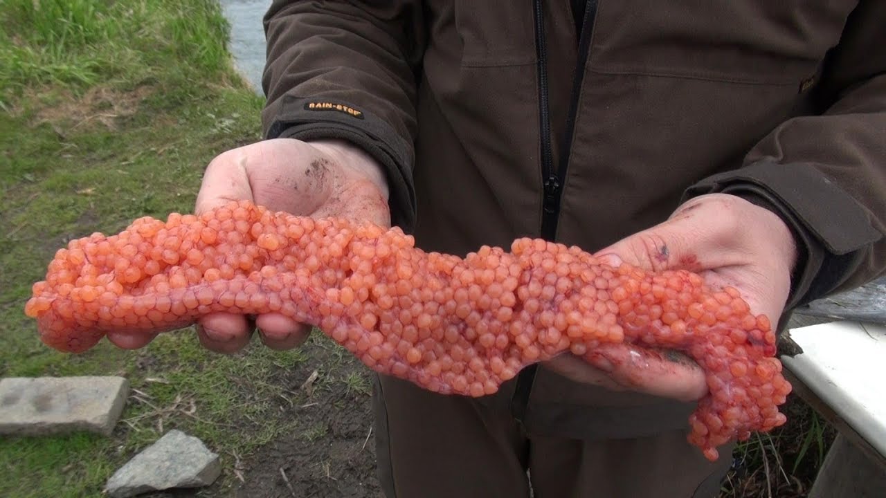 Как солить икру в походных условиях. Сухой посол красной икры без тузлука.