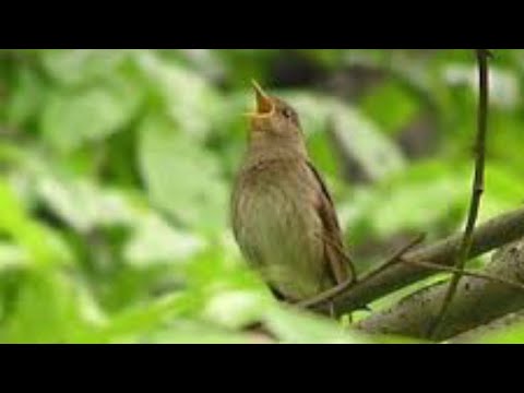 Послушайте, как поёт Уральский соловей