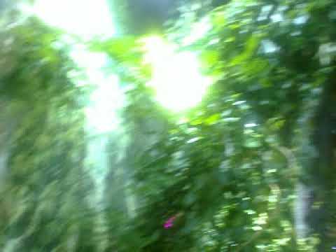 Экспозиция "Тропический лес" в Океанариуме (о. Русский), Владивосток, 20 августа 2017 г.