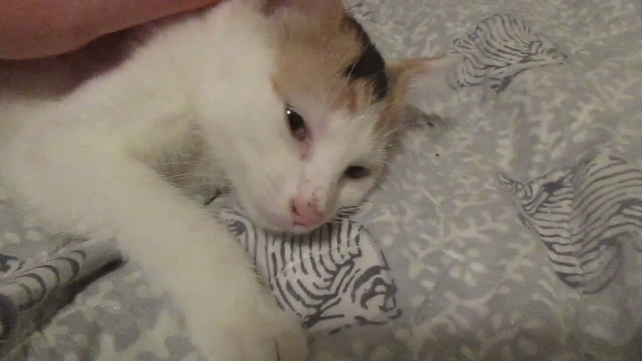 Я не могла её не приютить. Тоняшка.