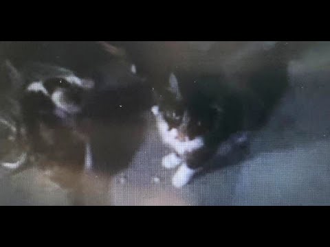 ДР у трёх кошек + Игнат пристроен!