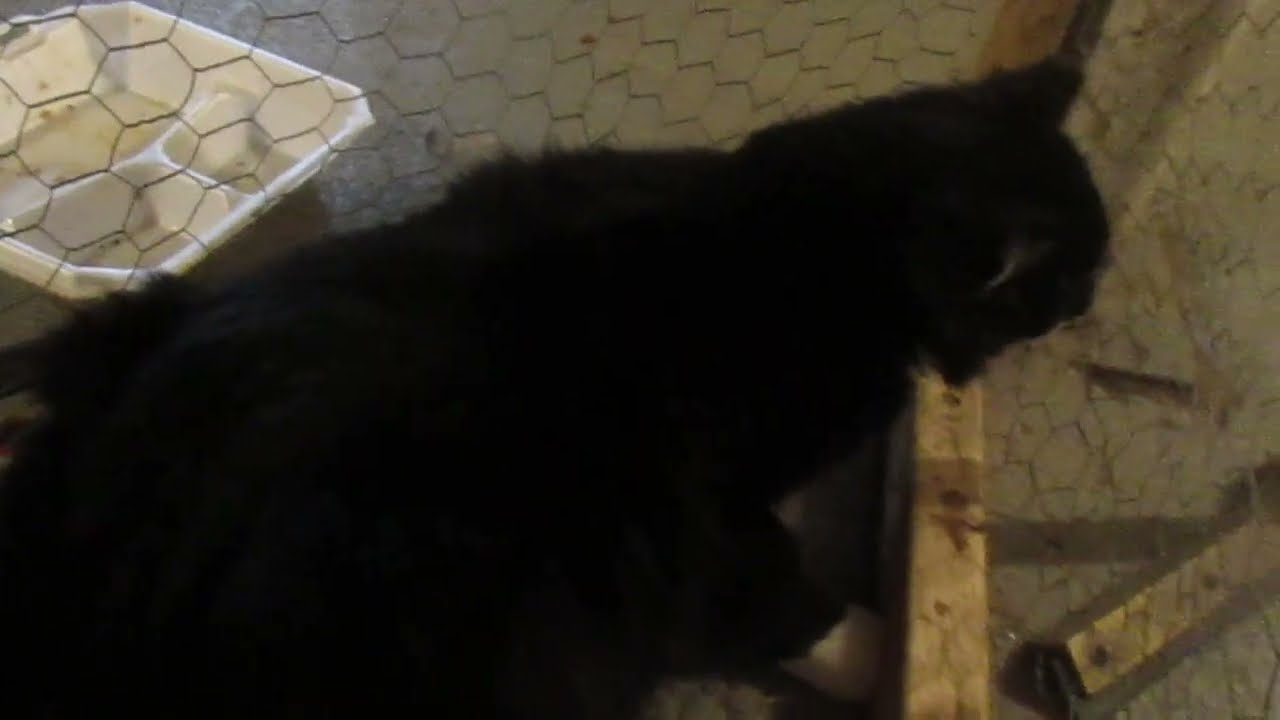 Две мои коши.