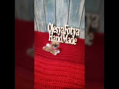 Мини шпиц