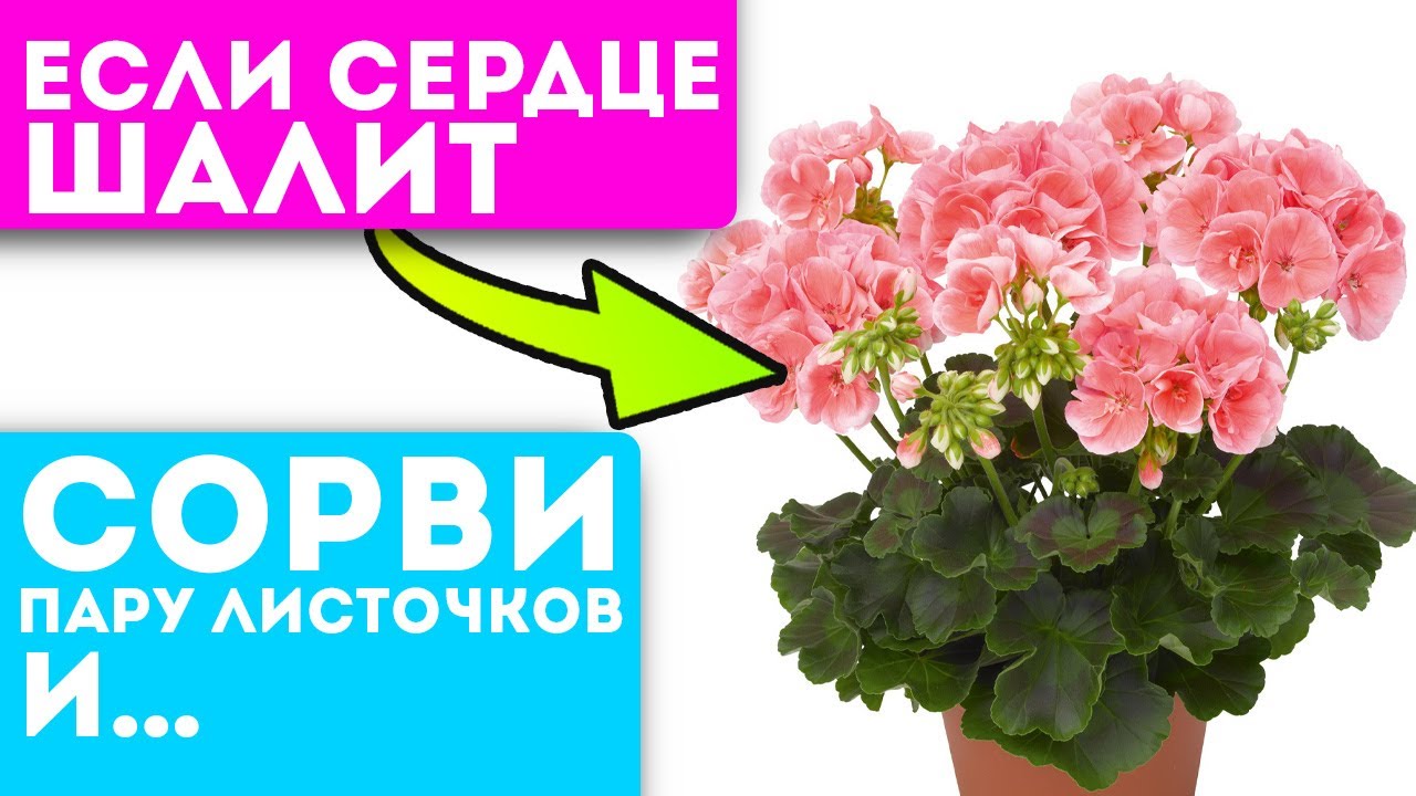Любите ли вы герань? Герань или пеларгония домашнее растение с полезными свойствами.