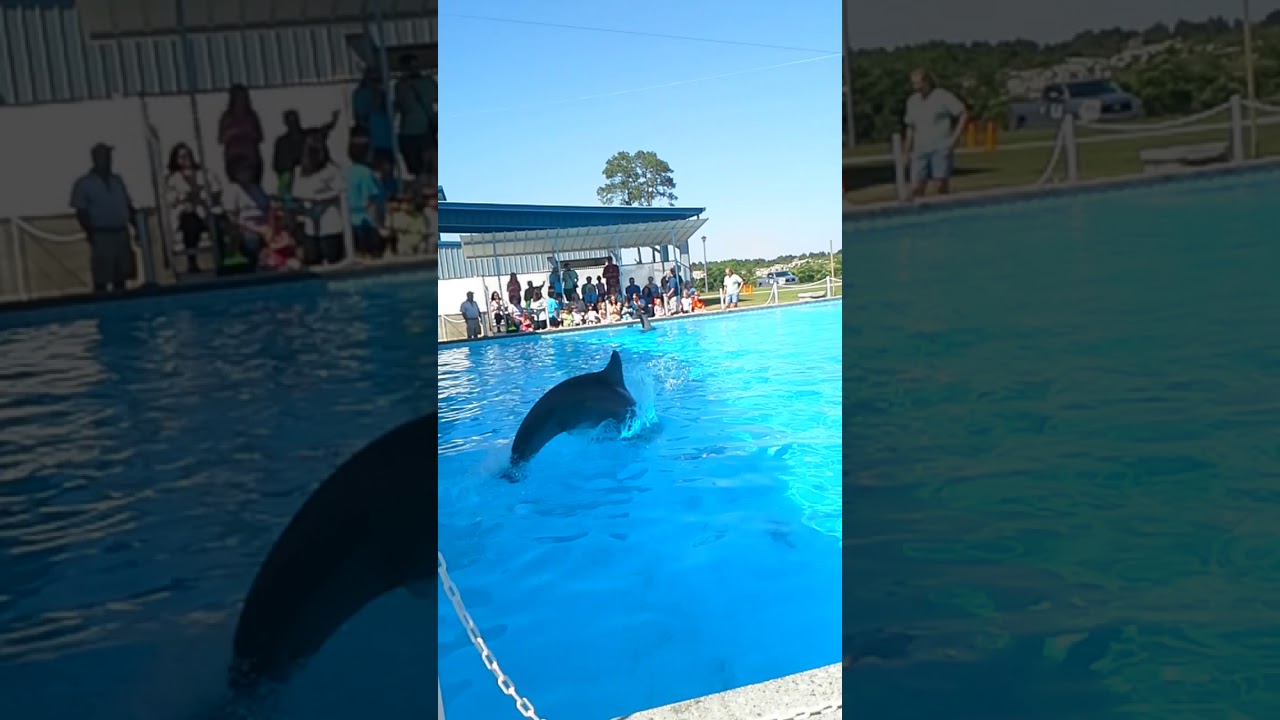 Песня дельфина & Танец морского котика