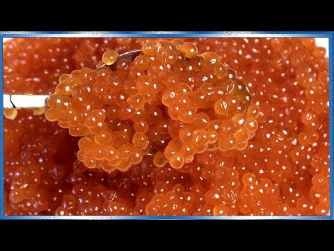 Красная икра, Все этапы засолки икры от А до Я