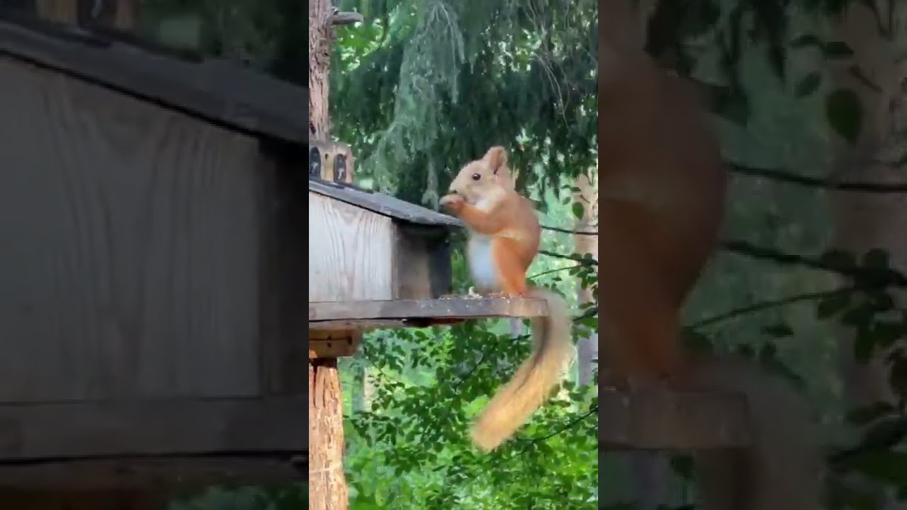 Беличье царство
