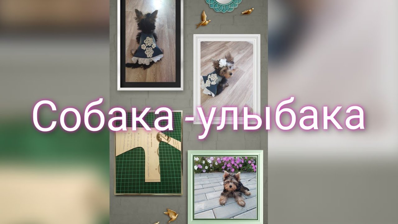Шью платье для Йорка