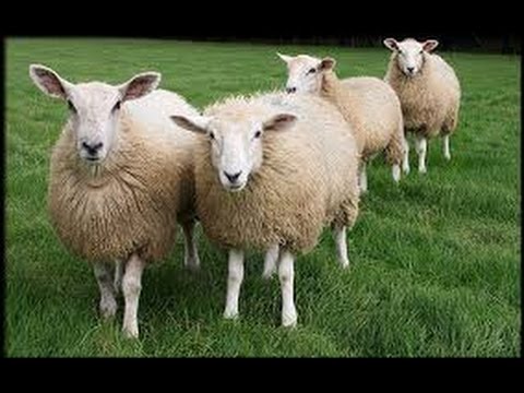 Обзор посылки с итальянской шерстью и волокнами из г. Прато. Дубль два!!