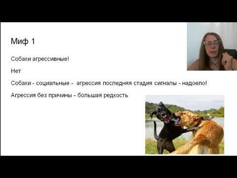 Дети и собаки. Правила безопасности