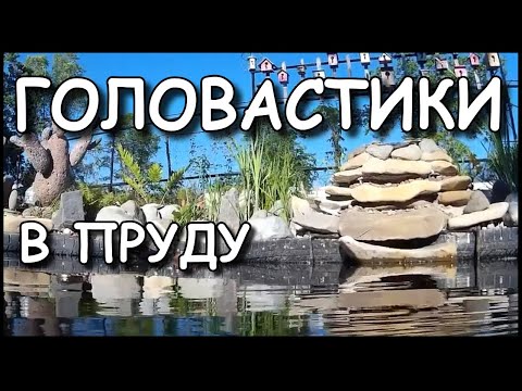 Мой дачный пруд. Жуткие головастики.