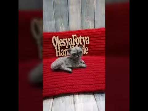 Персидский котик