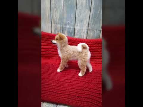 Сиба(Шиба) Ину готов