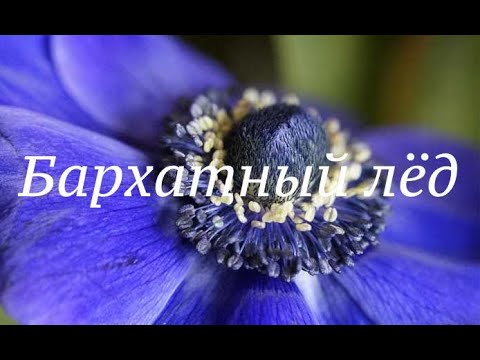 Бархатная брошь "Синий лёд"