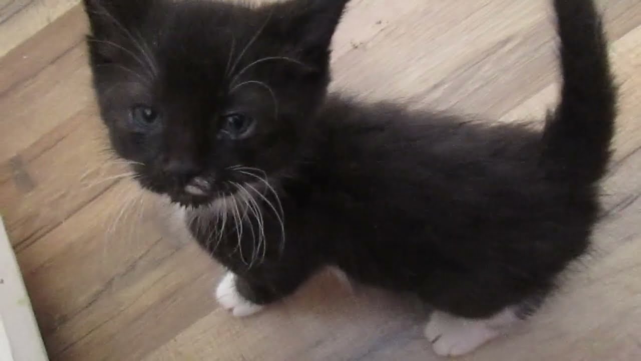 Ксинуля-котик.