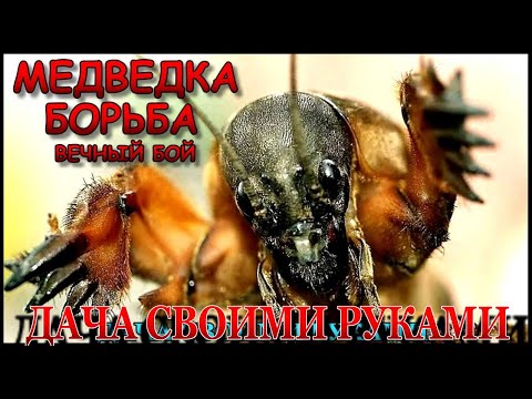 Как избавиться от медведки на даче.