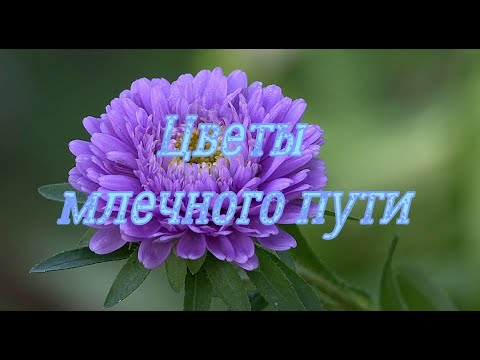 Комплект украшений из бисера и бусин "Астра"