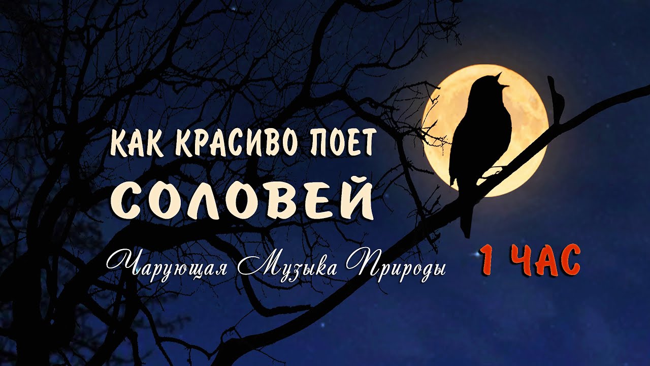 Как красиво поет соловей ночью в лесу слушать 1 ЧАС 