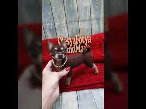 Чихуахуа