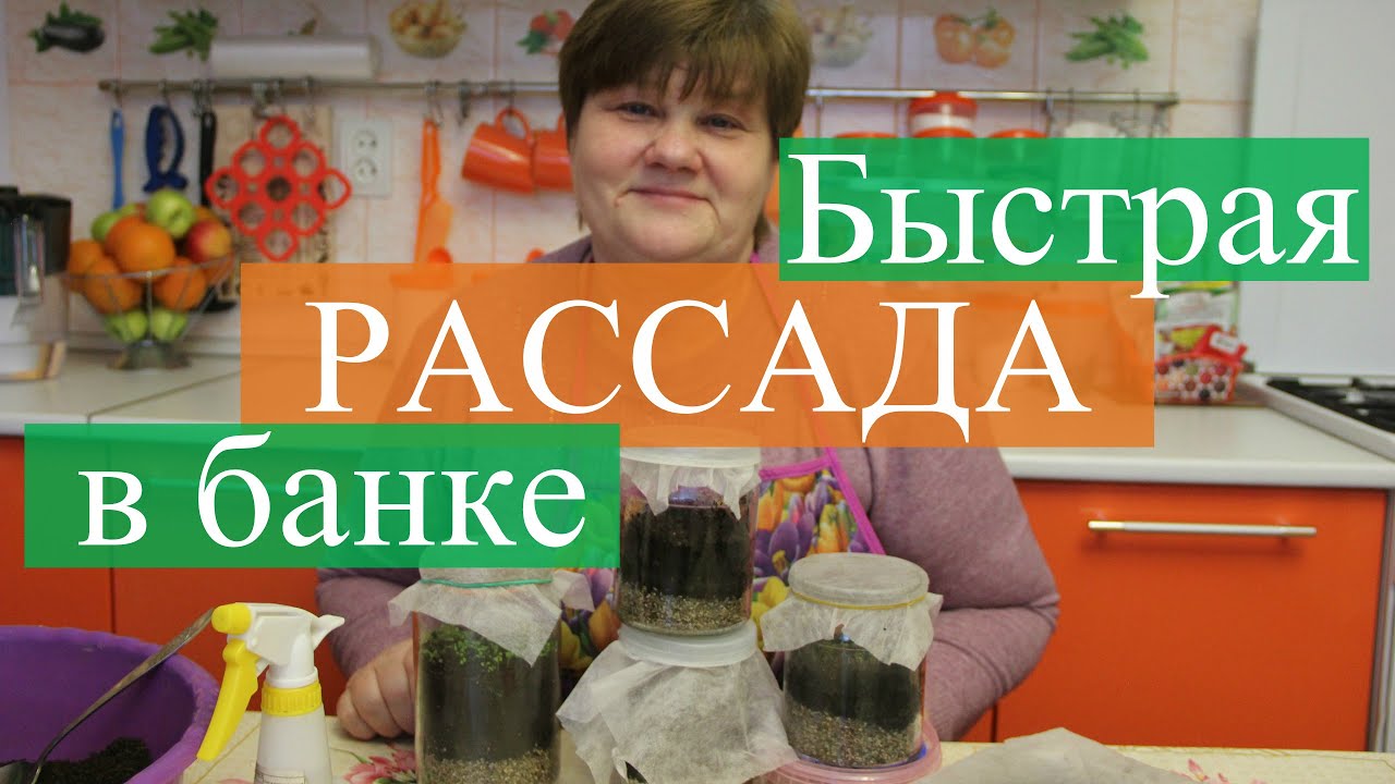 Рассада в банке. Новый способ, быстрые всходы