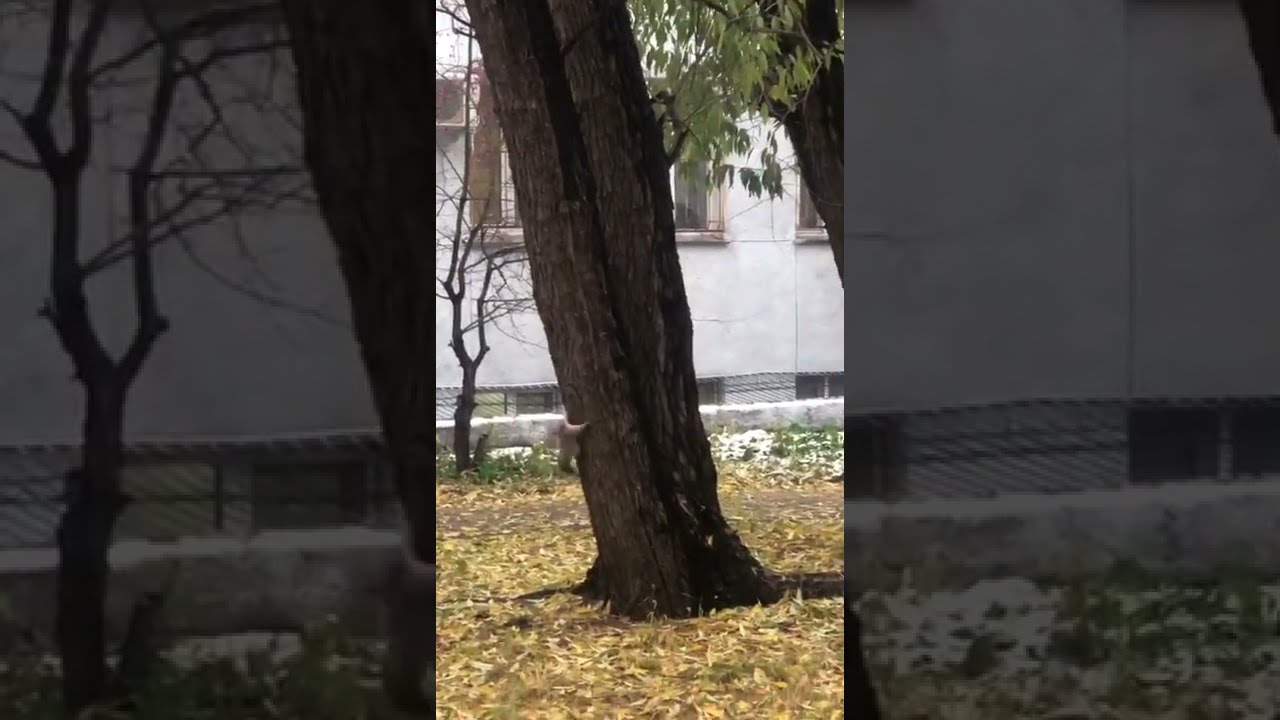 Догонялки