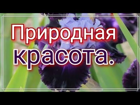 Брошь из бисера и страз Ирис!