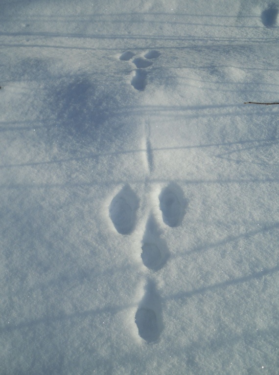 Заячьи и лисьи следы на снегу. Следы животных на снегу зайца. Волчьи следы на снегу. Следы зайца на снегу. Волчьи следы на снеснегу.