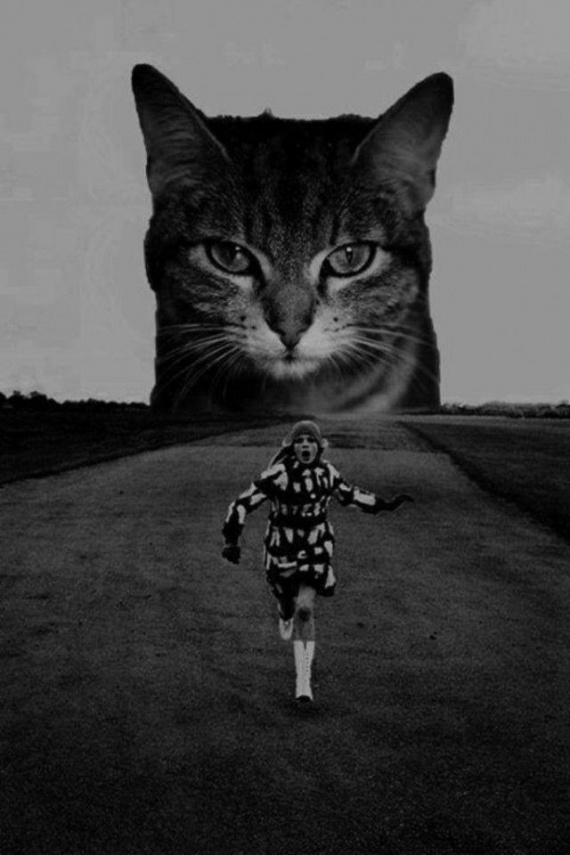 Кошки РАЗ