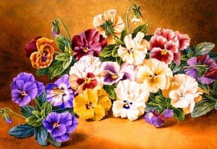 виолы