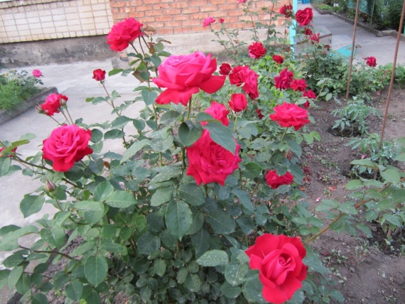 Розы Розы