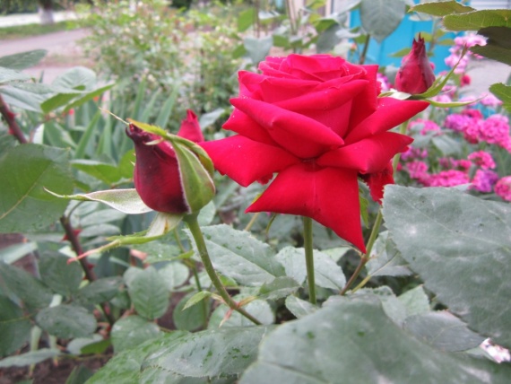 Розы Розы