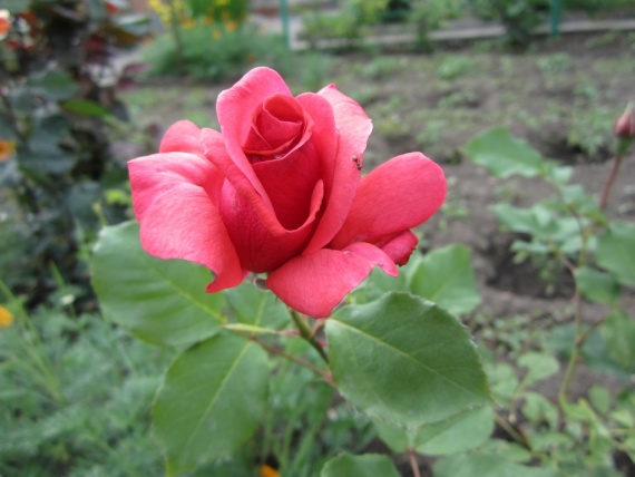 Розы Розы