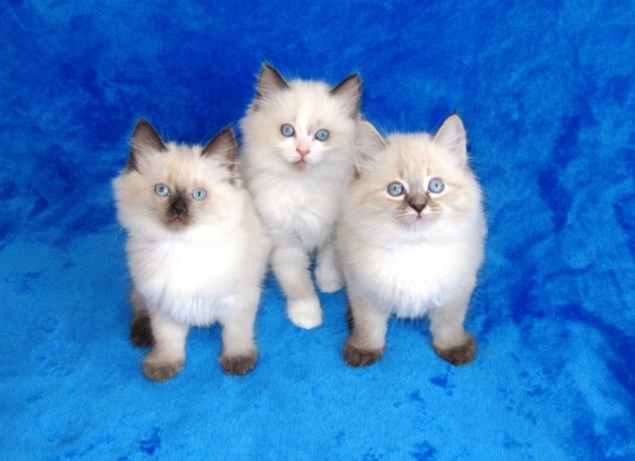 котята! котята!
