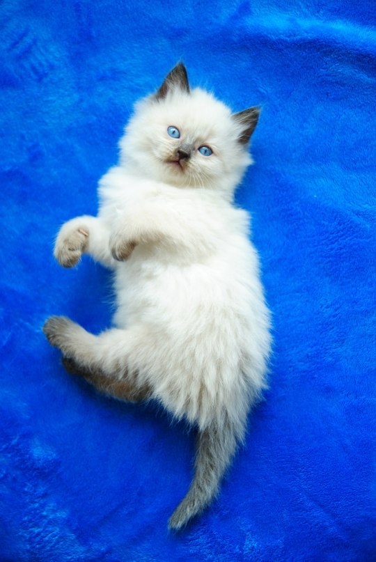 котята! котята!
